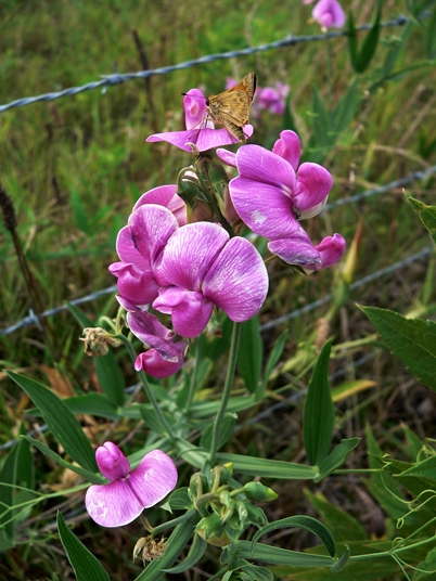 {Lathyrus latifolius}